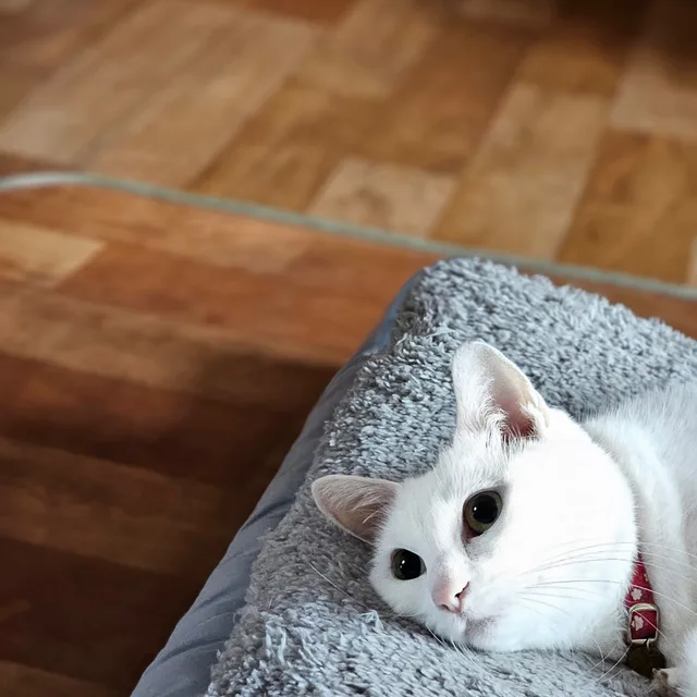 카이클