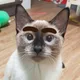 Catzip4