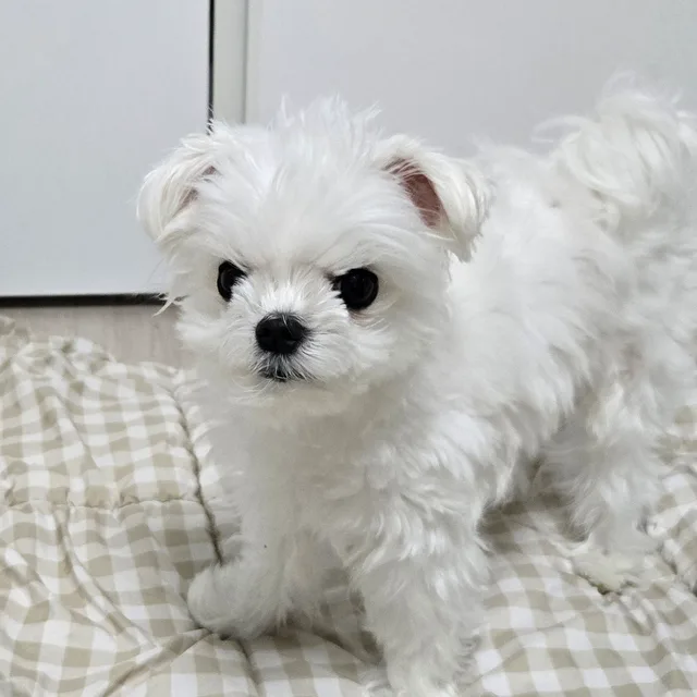 그린티