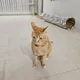 푸우