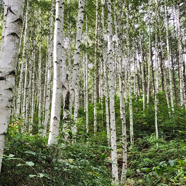 심플리