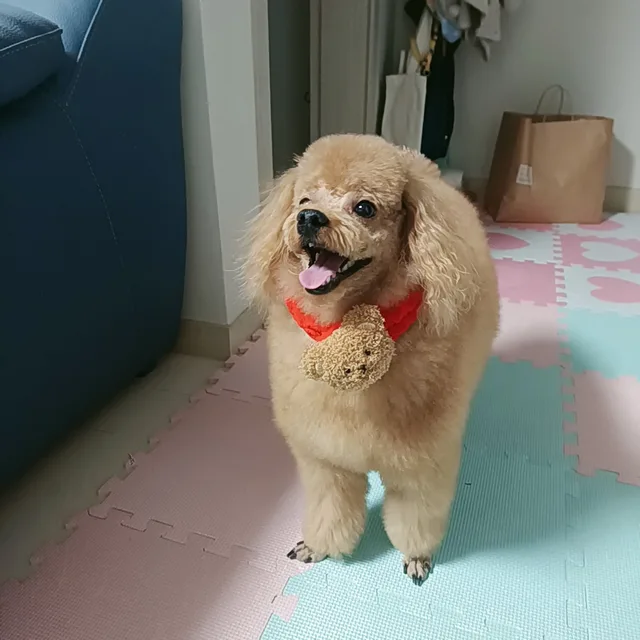 핫권