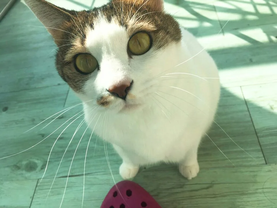 달다라이