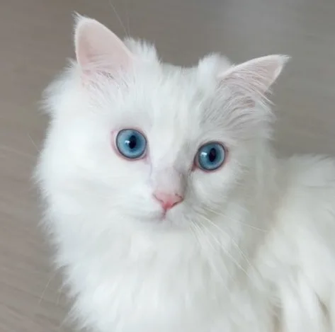 강력한신호