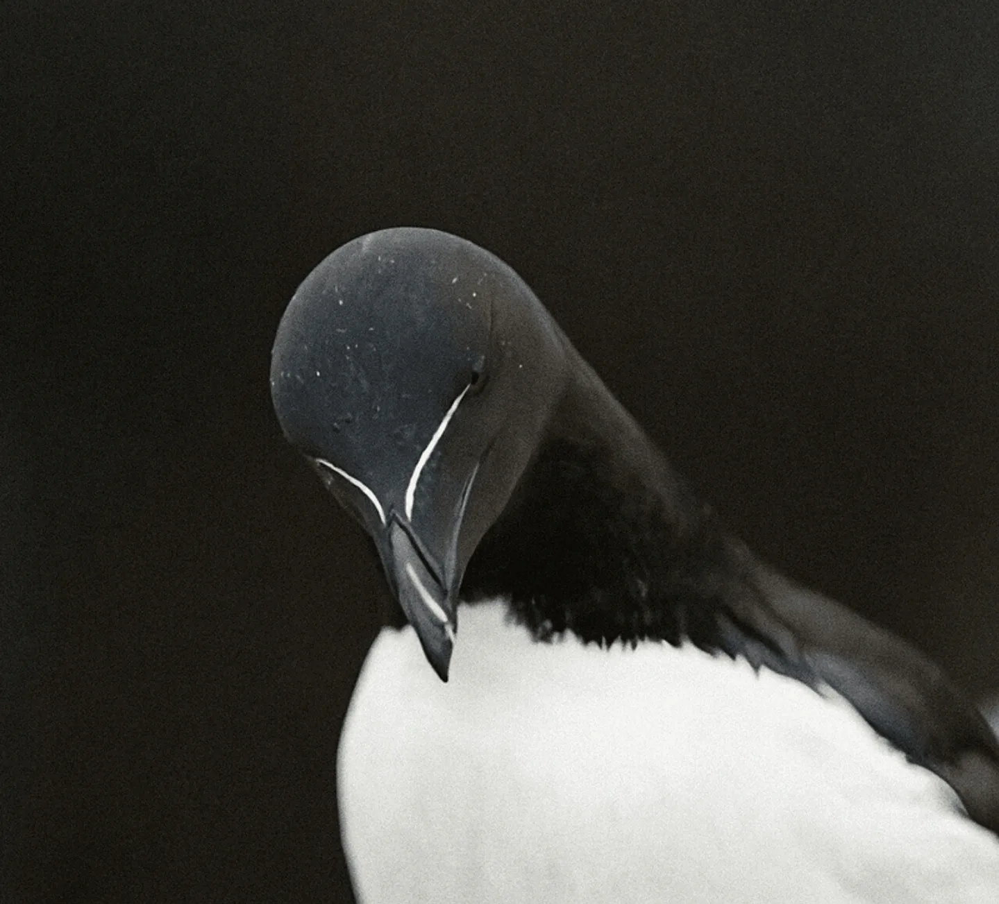 profile