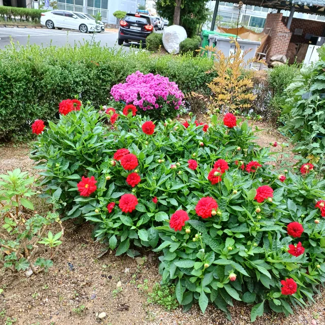 너구리