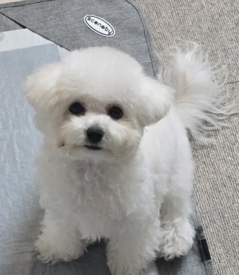 봄이떡이