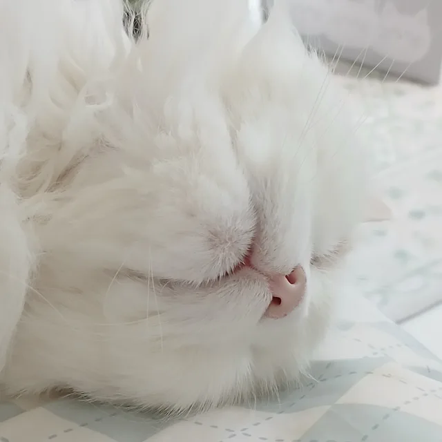 나비씨