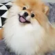 코비