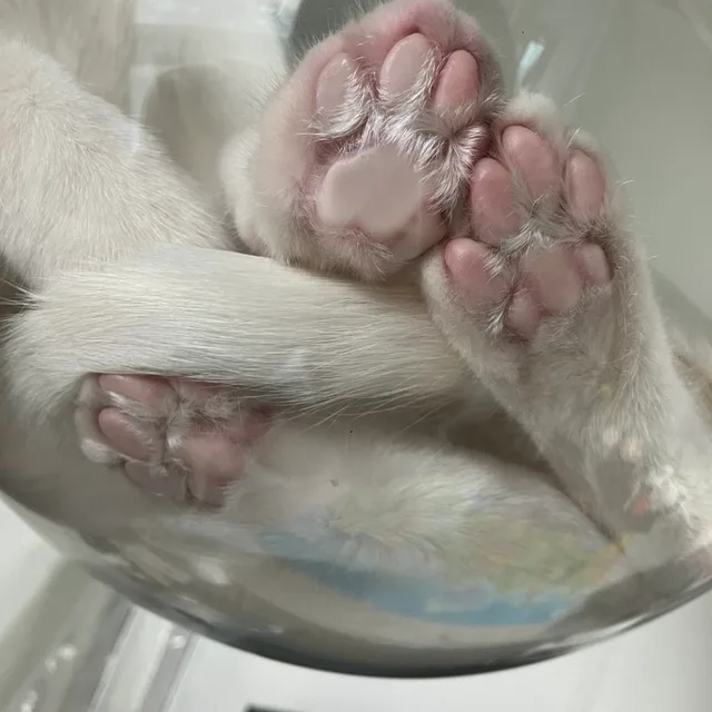 따끈한핑크발바닥