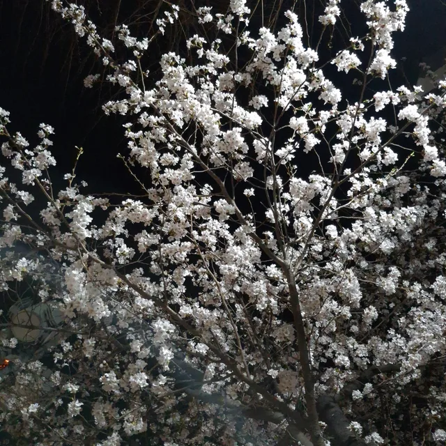 묘묘묘