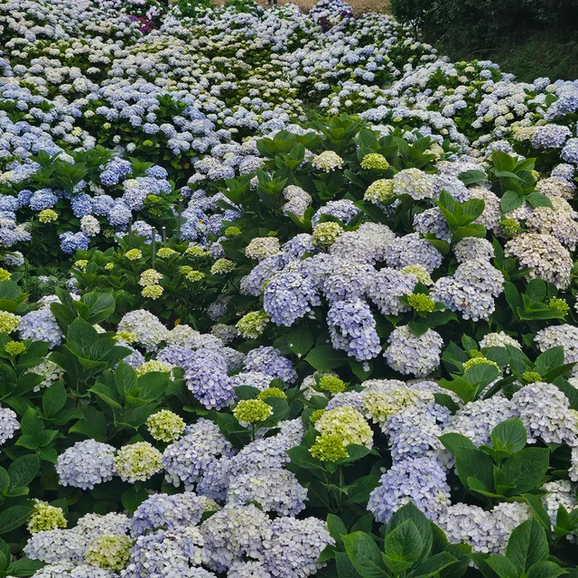 수국
