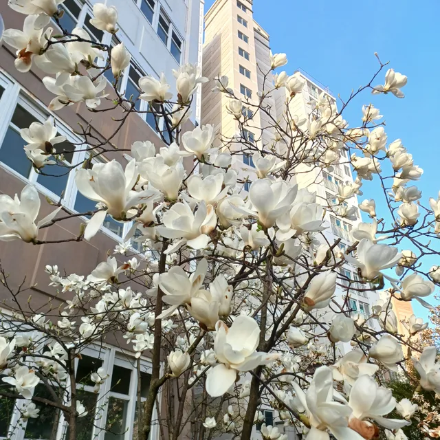글로리아