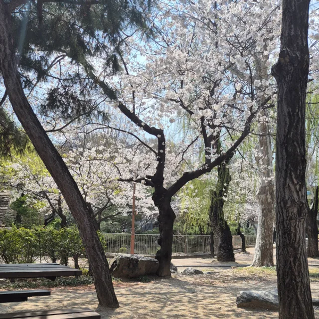 오드리맘마
