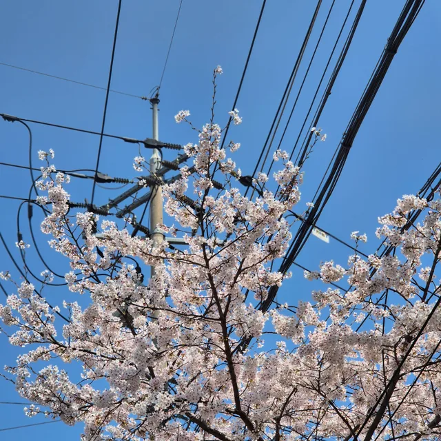 럭키미키