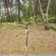 보리