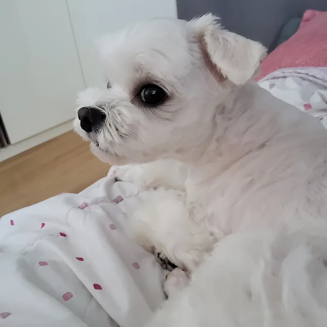 뿡이네