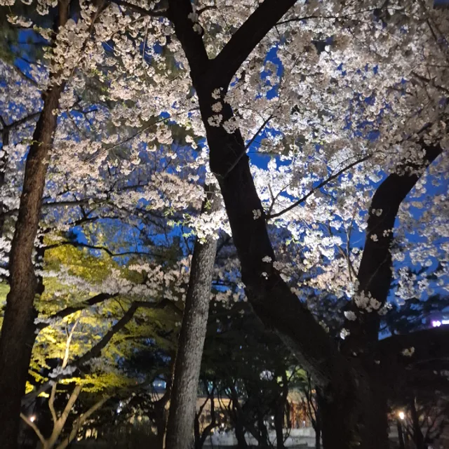 르딩