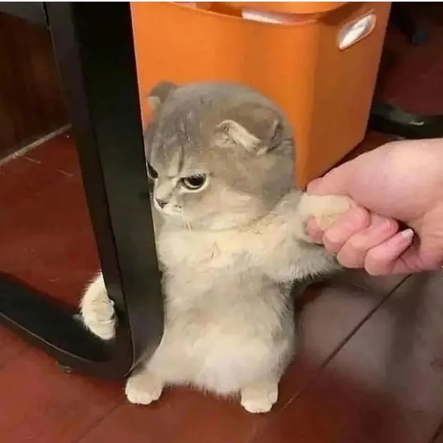 냥이
