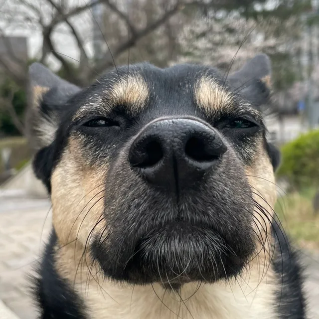 멍뭉