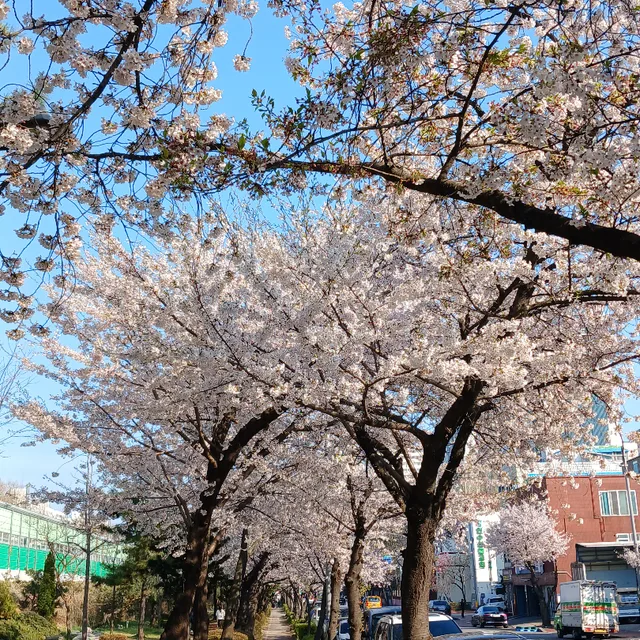쏘귤