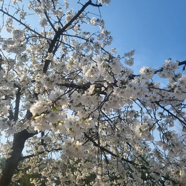 아이스타스