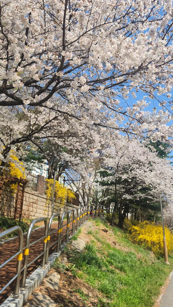 주황당근