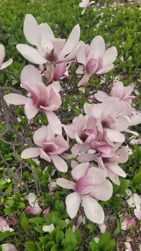 o바이올렛