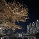 슈렉삼촌