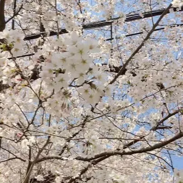 시우맘