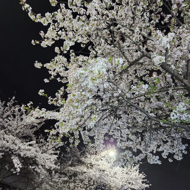 닐니니아