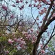 국시