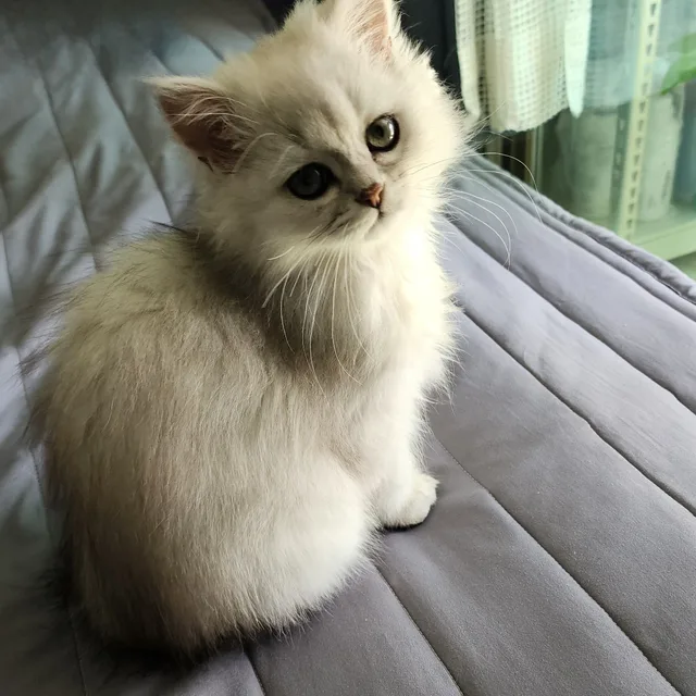 진진