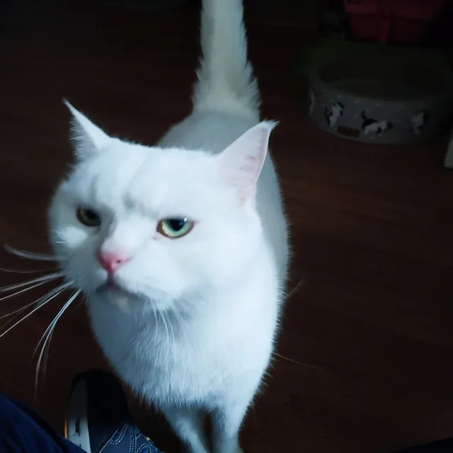 화니