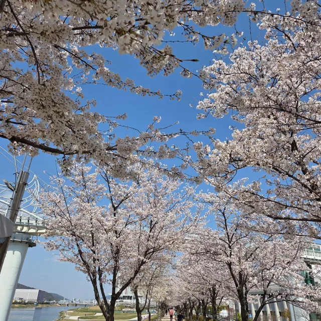 배루이