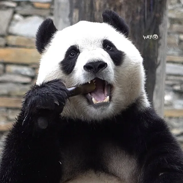 푸히히