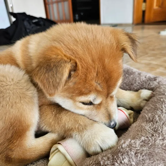 구구마켓