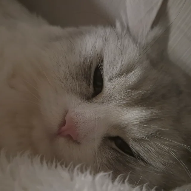 냥이