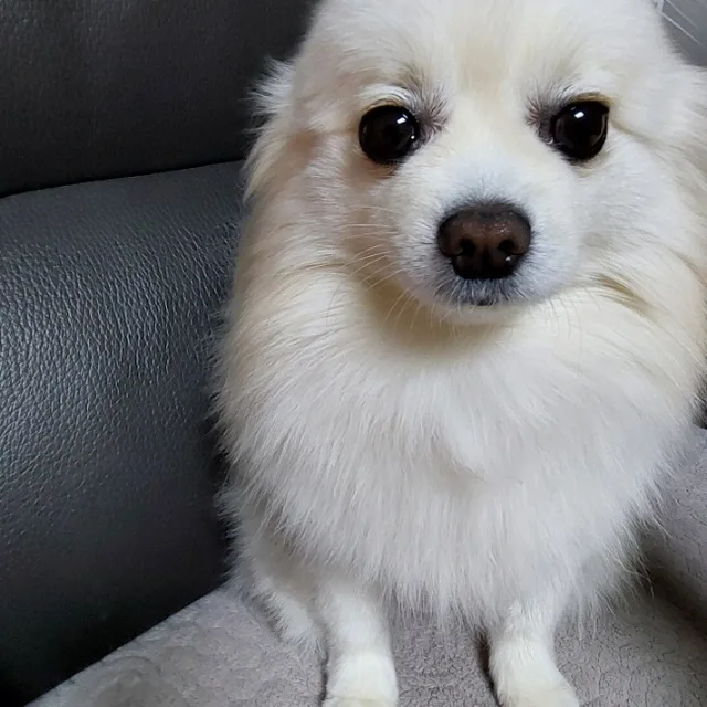 빠종