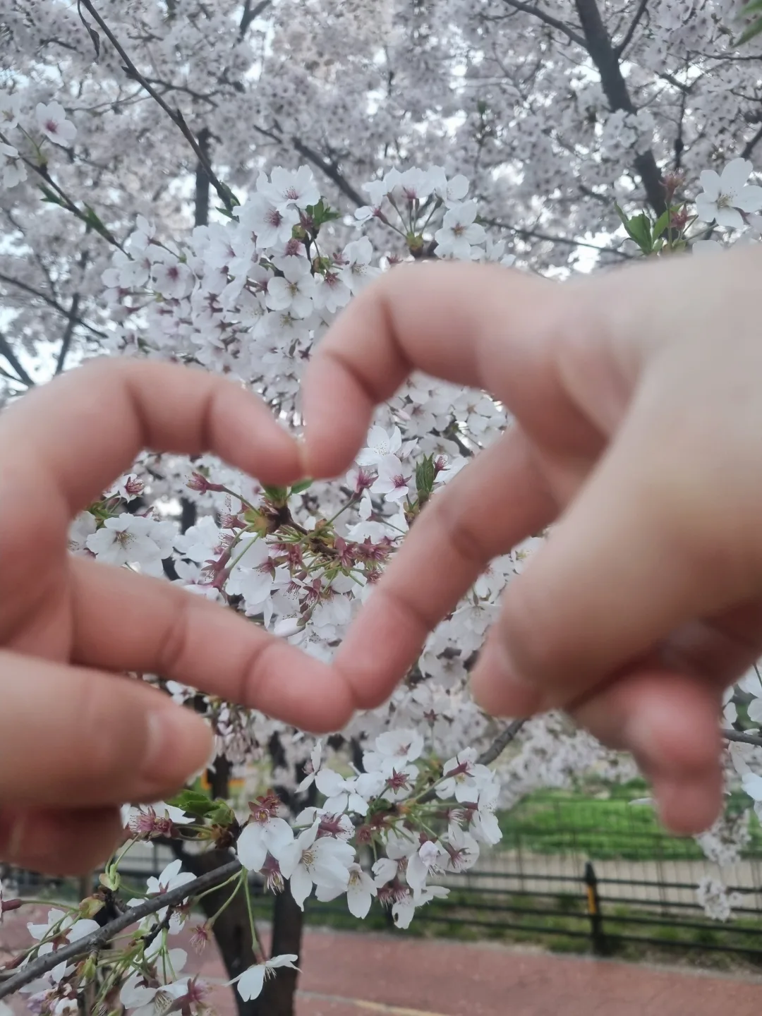 란이