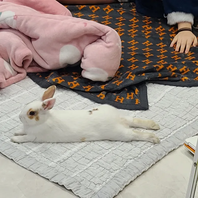 예사요