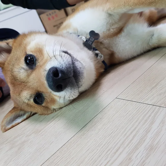 이다나라