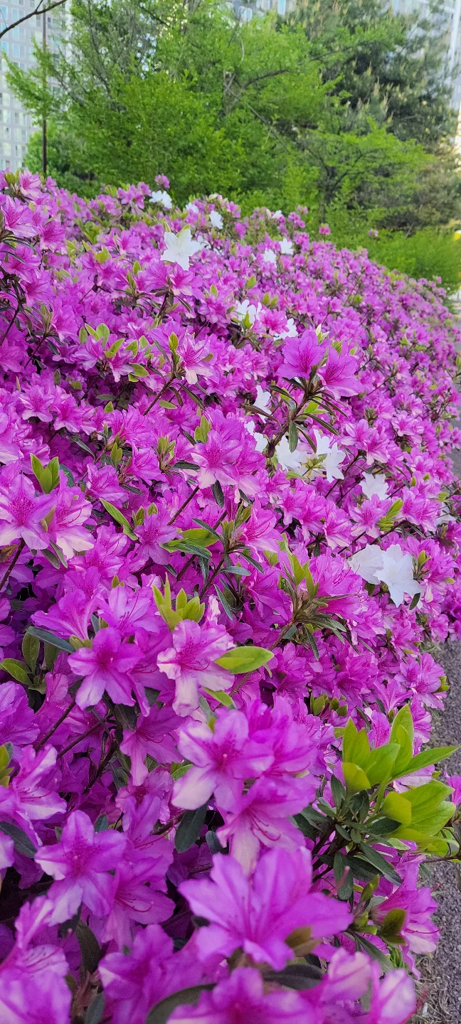 산들바람