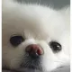 히랭구