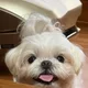 보너