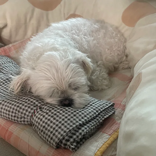 네모바보