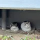 레몬