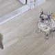 호듀