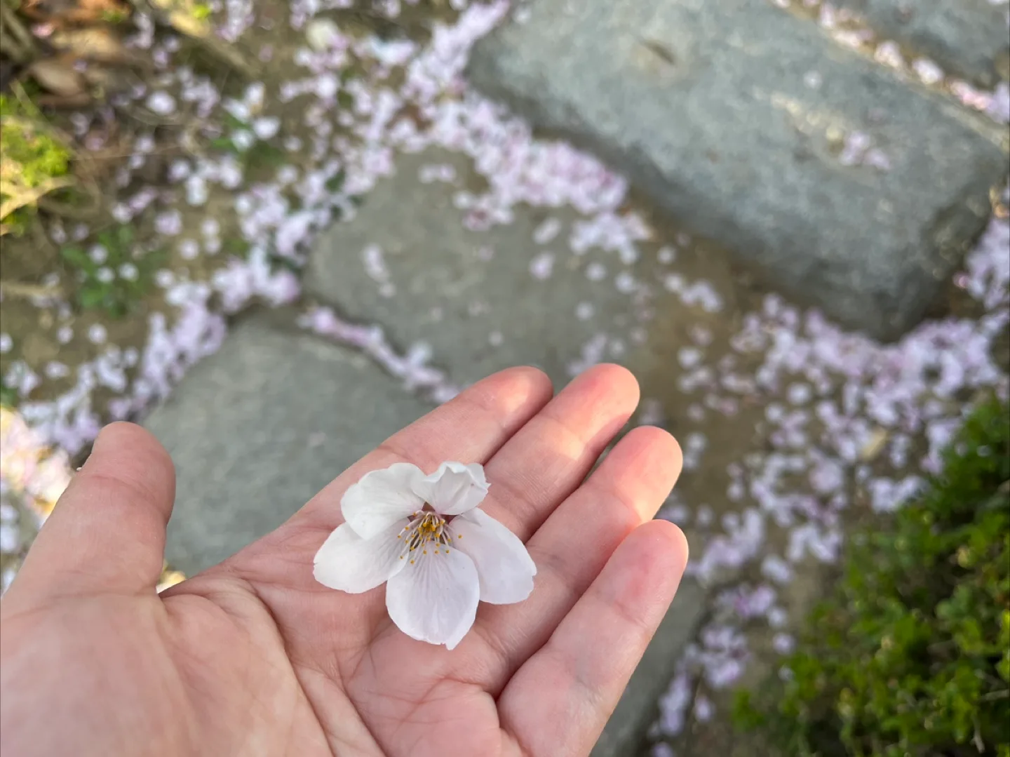 혜야