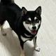 도리옴망